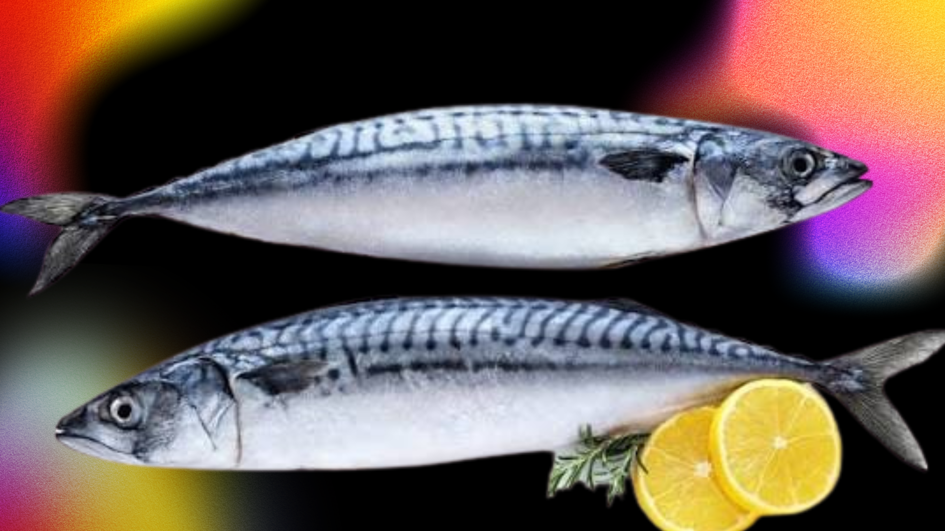Fish: Atlantic Mackerel