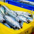 “Shocked, not surprised”: Northeast Atlantic Mackerel at historic low