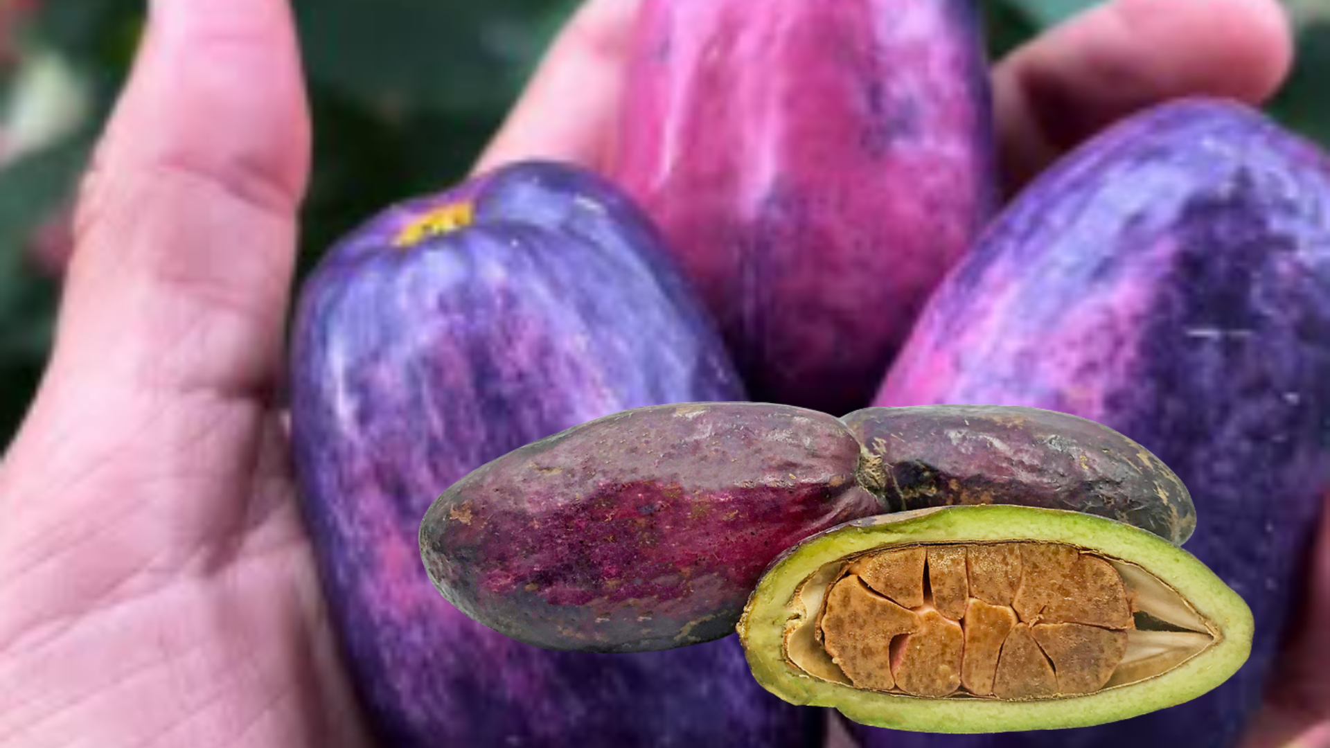 Safou / Dacryodes edulis