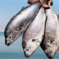 Lake Tanganyika loses 62 pc of old fish stocks