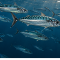 Mackerel 2027: Higher Catch Advice, Recovery Fragile