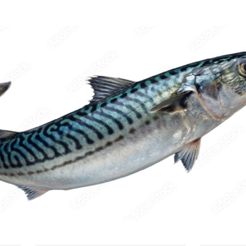 Atlantic Mackerel