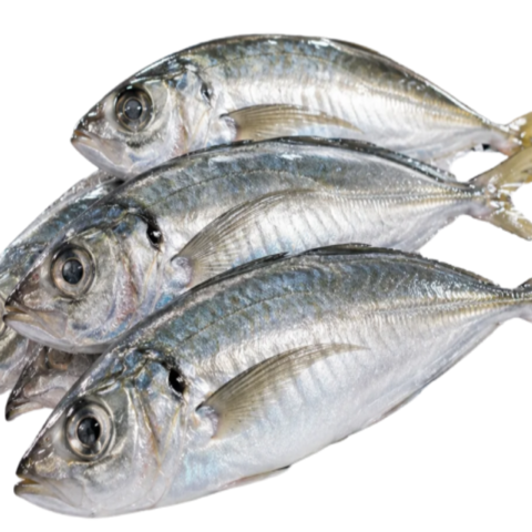 Horse Mackerel